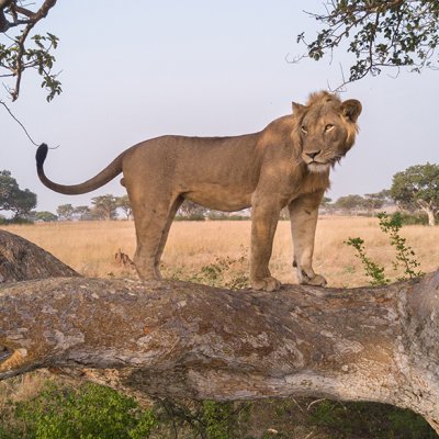 A young male lion named Jacob stands in the branches of a large sycamore fig tree in the Ishasha region of Uganda. (Credit: Alex Braczkowski)